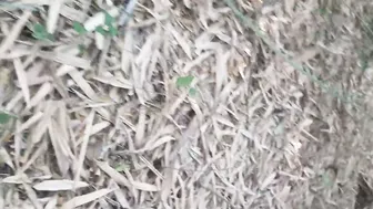 Desi Village Wife Shows Pussy To Brother Outdoors Before Bathing