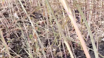 Hot Indian Girlfriend Strips Sari And Fucks Boyfriend Passionately