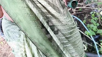 Indian Girlfriend Enjoys Outdoor Sex Under Trees Wearing Salwar Kameez