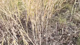 Desi Bhabhi Gets Fingered Outside By Her Lover In The Village Fields