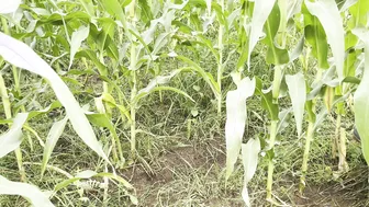 Indian Sister-In-Law's Tight Pussy Gets Stretched By Her Devar's Cock