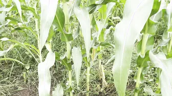 Indian Sister-In-Law's Tight Pussy Gets Stretched By Her Devar's Cock