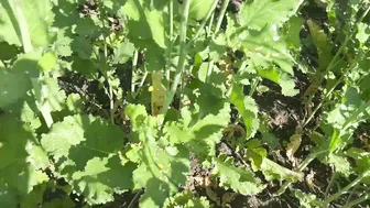 Bengali Mother In Law Seduced By Her Son In Law In The Mustard Fields