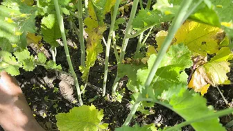 Indian Mother-In-Law Fucked Outdoors In Fields By Her Son-In-Law