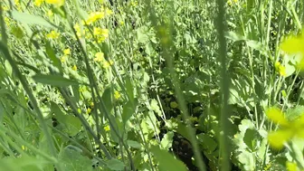 Indian Mother-In-Law Fucked Outdoors In Fields By Her Son-In-Law