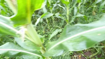 Desi Brother-In-Law Takes Sister-In-Law To Fields For Tight Fuck