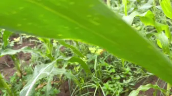 Desi Brother-In-Law Takes Sister-In-Law To Fields For Tight Fuck