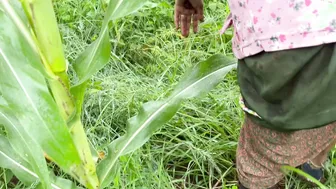 Desi Brother-In-Law Takes Sister-In-Law To Fields For Tight Fuck