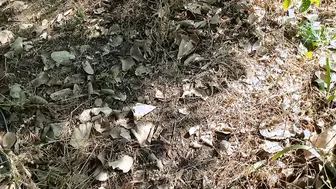 Indian Bhabhi Gets Pounded Hard In The Mustard Fields By Her Lover