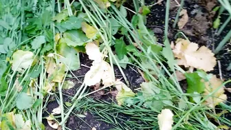 Indian Mother In Law Fucked Raw In The Fields By Her Son In Law