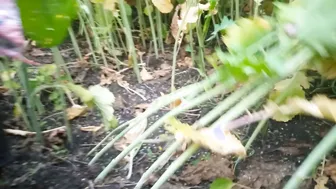 Indian Mother In Law Fucked Raw In The Fields By Her Son In Law