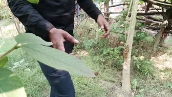 Desi Couple Sneaks Into The Jungle For A Risky Outdoor Fuck Session