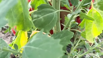 Desi Aunty Shows Off Her Wet Pussy In Full Sexy Display