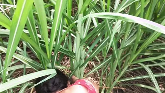 Desi Wife Getting Fucked By Her Husband In The Sugarcane Fields