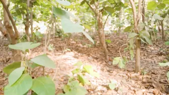 Desi Village Stepmom Fucking Her Stepson Deep In The Forest Today