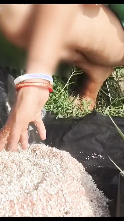 Desi Granny Squats To Piss In Open Farmland During Harvest Season