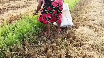Desi Village Girl Pees In Paddy Field While Cutting Rice Outdoors