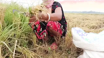 Desi Village Girl Pees In Paddy Field While Cutting Rice Outdoors