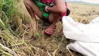 Desi Village Girl Pees In Paddy Field While Cutting Rice Outdoors