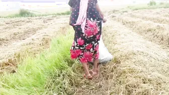 Desi Village Girl Pees In Paddy Field While Cutting Rice Outdoors