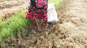 Desi Village Girl Pees In Paddy Field While Cutting Rice Outdoors