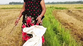 Desi Village Girl Pees In Paddy Field While Cutting Rice Outdoors