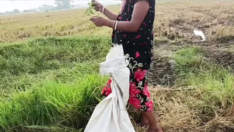 Desi Village Girl Pees In Paddy Field While Cutting Rice Outdoors