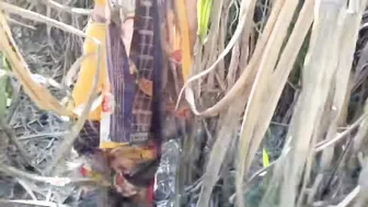 Desi Village Bhabhi Bent Over Outdoors Taking It Doggy Style Hard