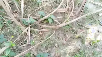 Desi Girl Getting Fucked In The Field Called To The Farm By Her Lover