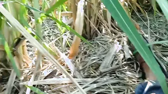 Took Desi Bhabhi To Field Jungle And Fucked Her Raw In The Open Air