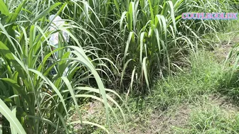 Indian Girl Walked Into The Sugarcane Field With Her Lover Following Behind
