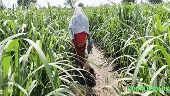 Desi Komal Openly Washes Her Dirty Cunt In The Sugarcane Field Today