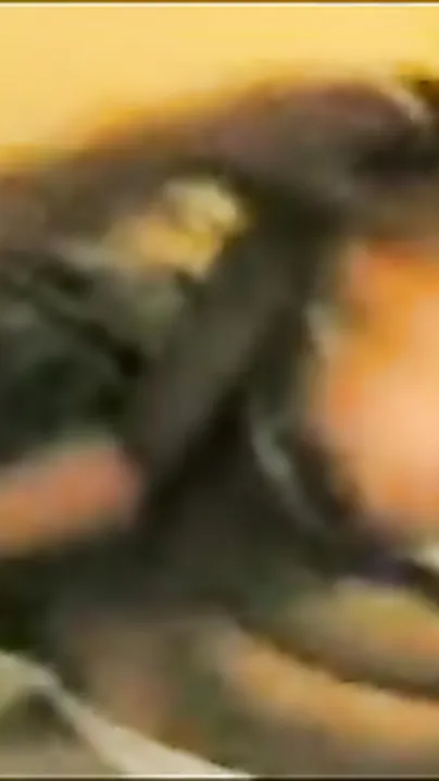 Hot episode of Indian pair having blow job sex