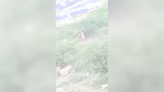 Desi Aunty Pees in the Open Field