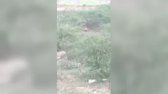 Desi Aunty Pees in the Open Field