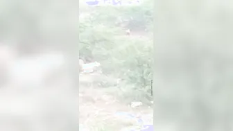 Desi Aunty Pees in the Open Field