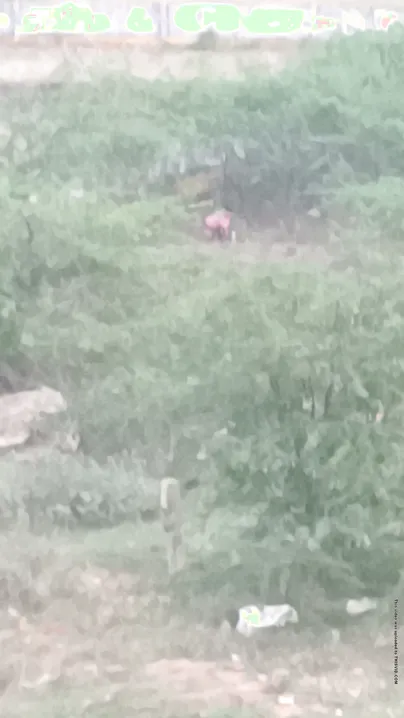 Desi Aunty Pees in the Open Field