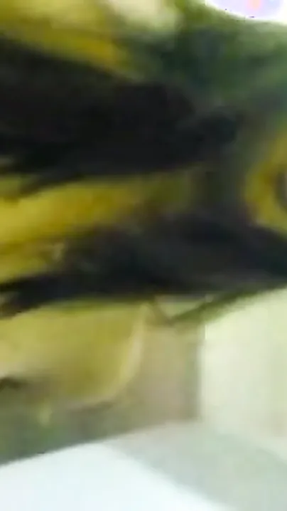 Indian chick sucks penis like a pro and then rides