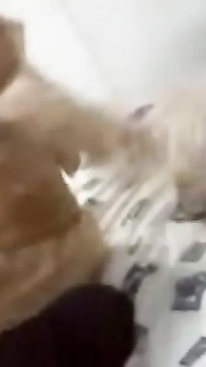 Juvenile NRI housewife fucked by servant
